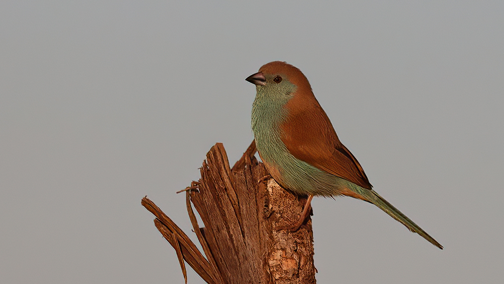 Southern Cordonbleu